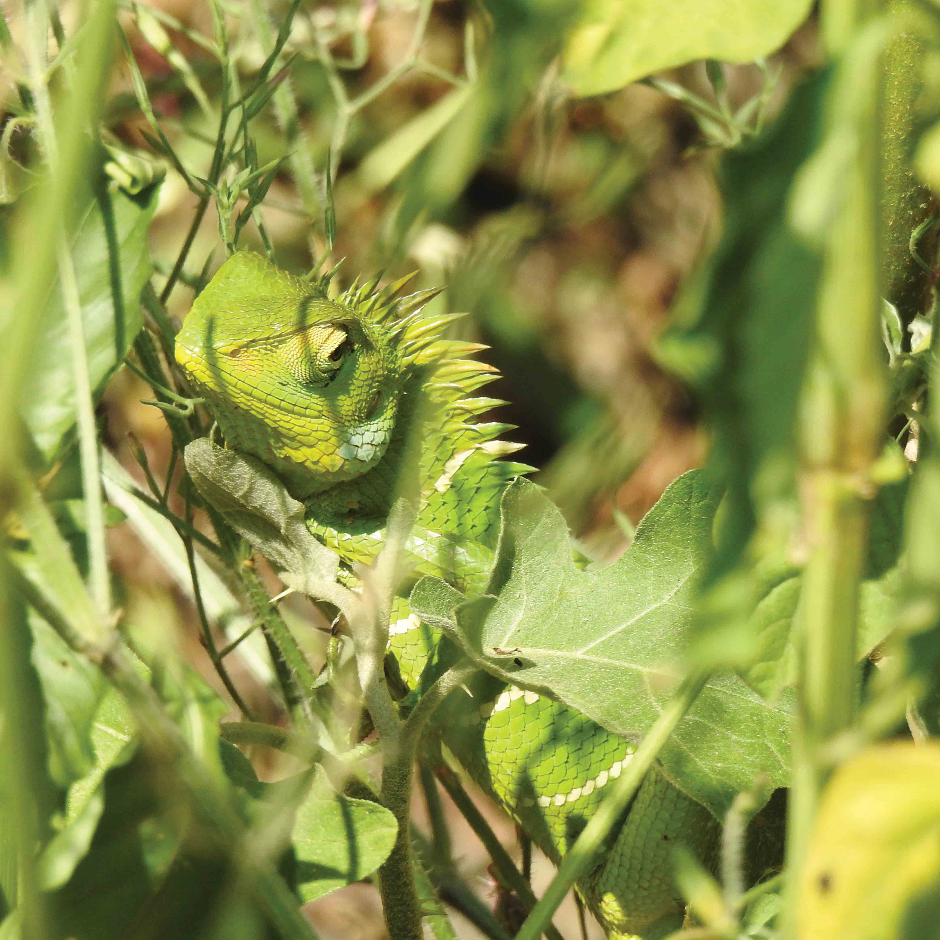 Common Green Forest Lizard